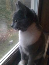 Cat dander